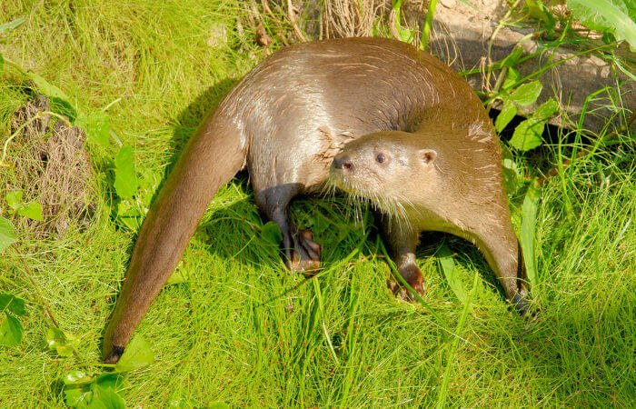 Lontra no Meio do Mato