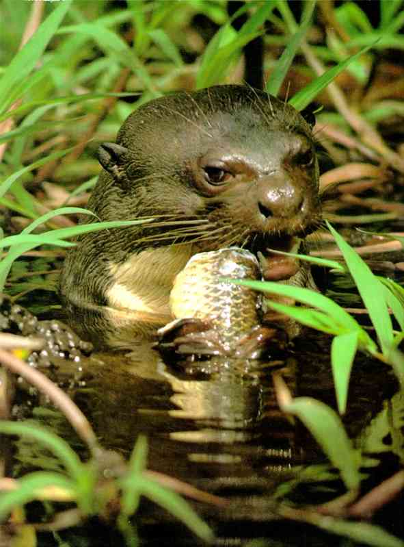 Lontra se Alimentando 