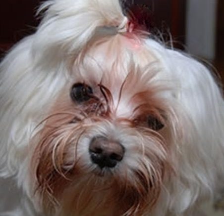 Cachorro com Mau Cheiro nos Olhos Como Limpar e Resolver?