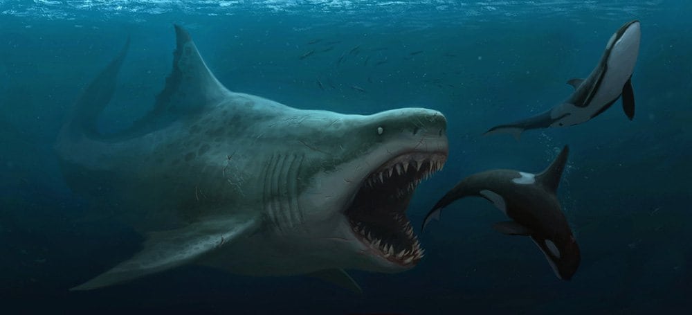 Megalodonte