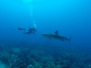 Mergulhador Nadando Junto Com um Tubarão Cinzento dos Recifes
