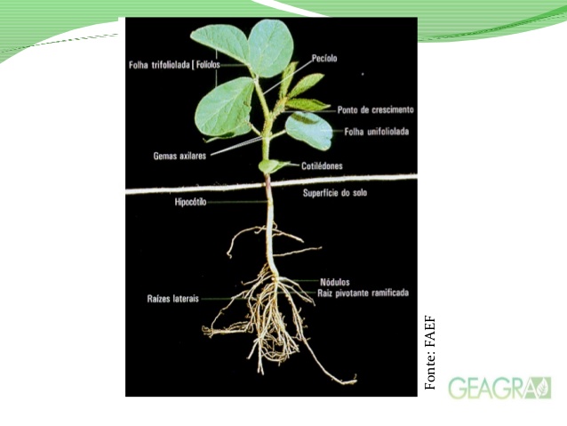 Morfologia da Soja