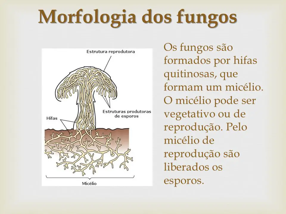 Morfologia dos Fungos 