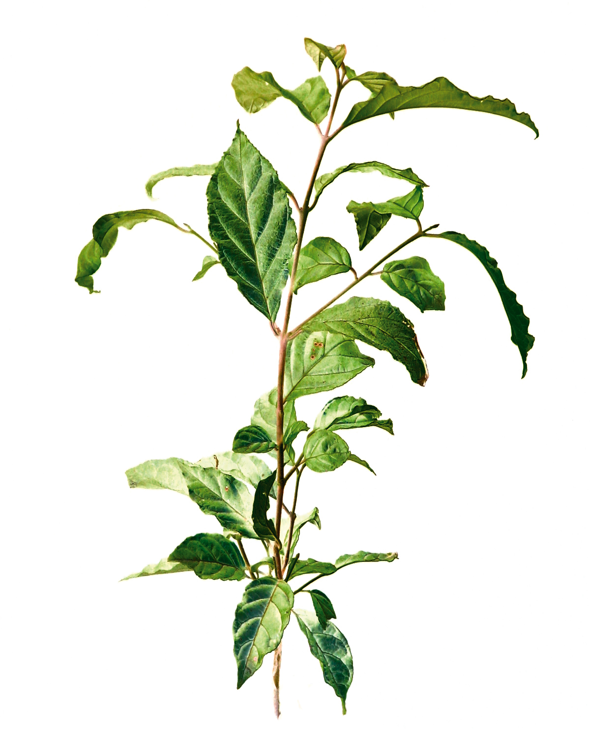 Muda de Gabiroba