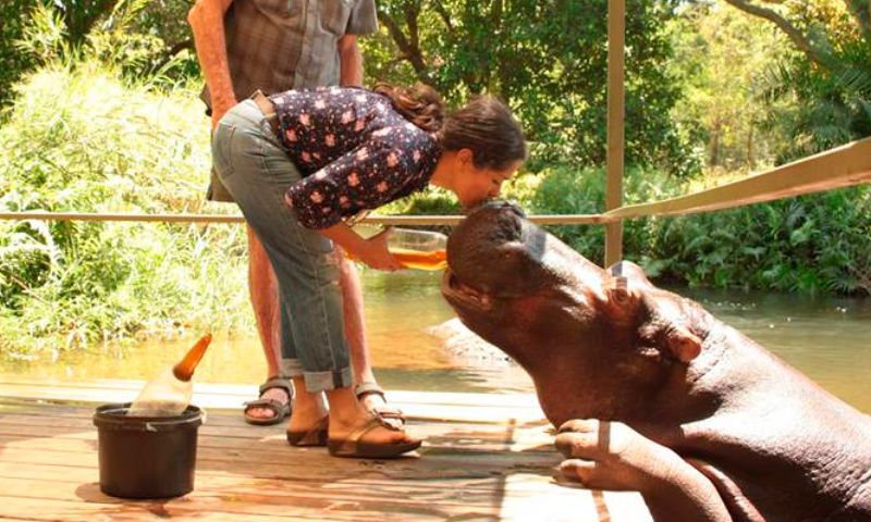 Mulher Beijando um Hipopótamo