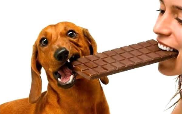 Mulher e Cachorro Dividindo uma Barra de Chocolate