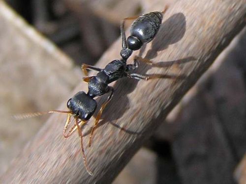 Myrmecia Pilosula