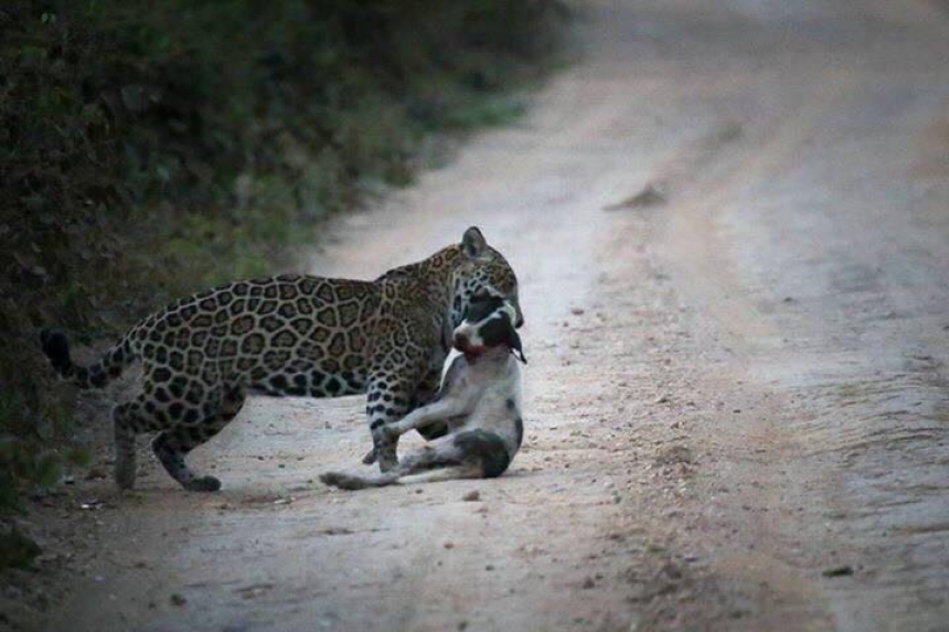 Onça Comendo um Cachorro