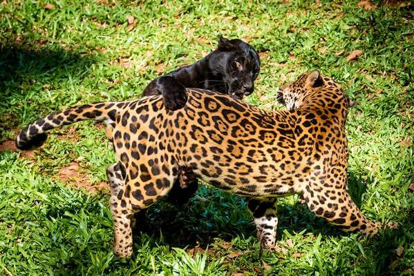 Onça-Pintada Brincando Com uma Pantera Negra