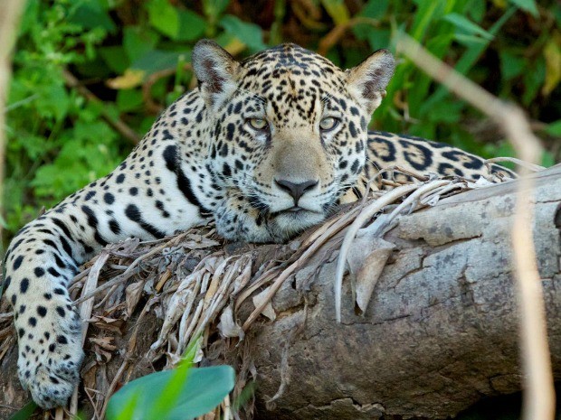 Onça Pintada na Mata 