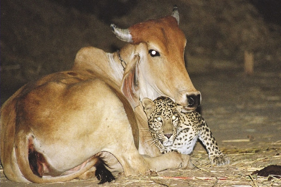 Onça se Aquecendo Junto a uma Vaca