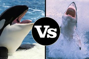 Orca e Tubarão Branco