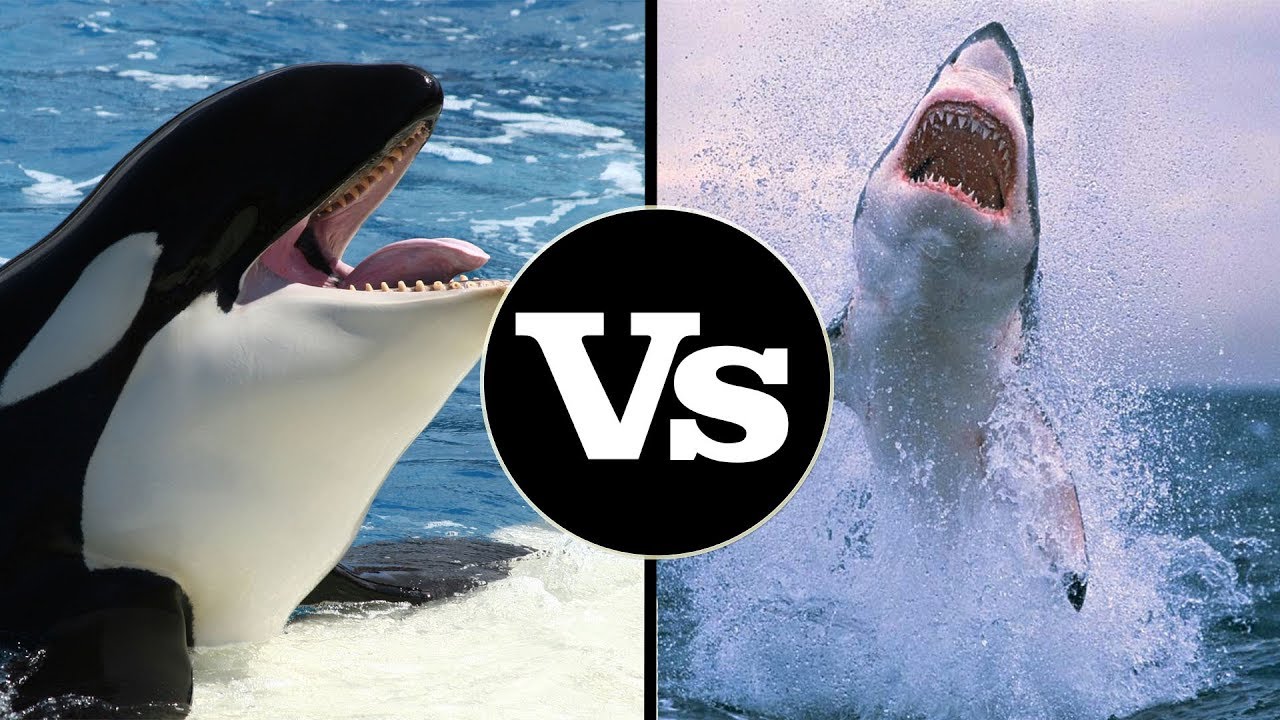 Diferenças e Semelhanças Entre Baleia Orca e Tubarão Branco