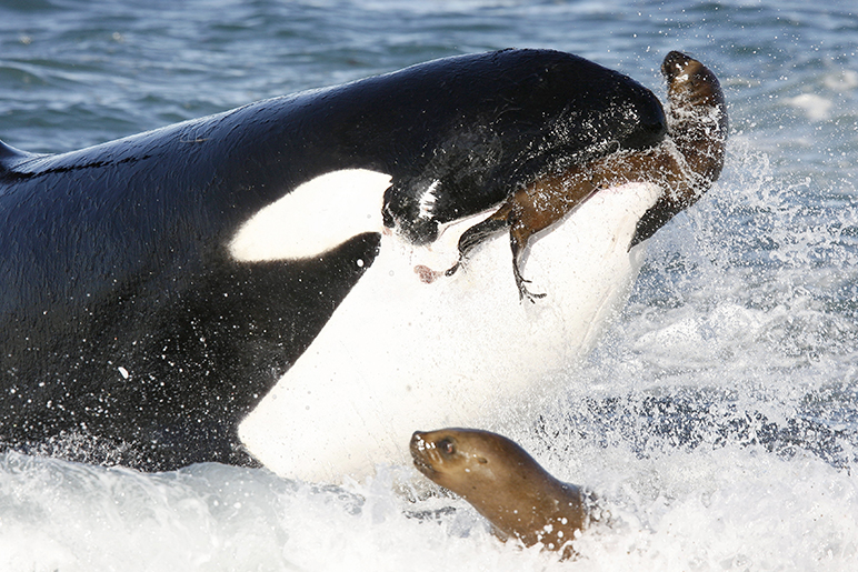 Orca se Alimentando 