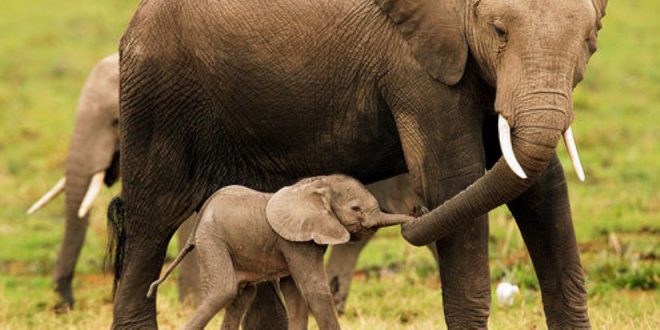 Quanto Custa um Elefante? É Possível Ter um Legalizado? | Mundo Ecologia