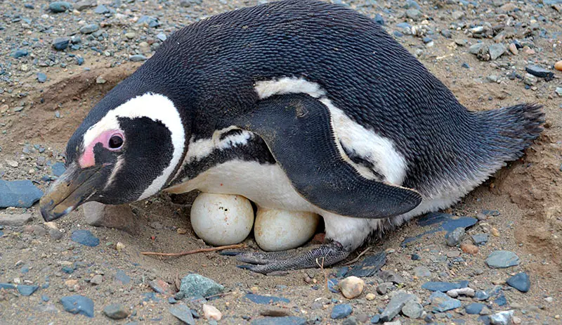 Ovos de Pinguim 