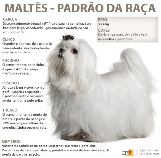 Padrão da Raça Maltês