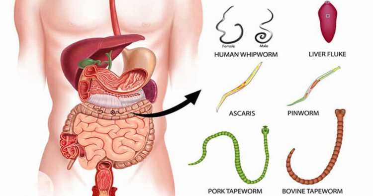 Parasitas Intestinais 