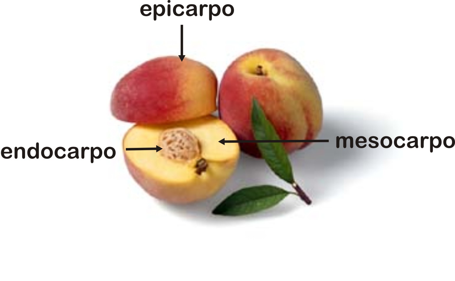Tudo Sobre o Pêssego: Características e Imagens da Fruta