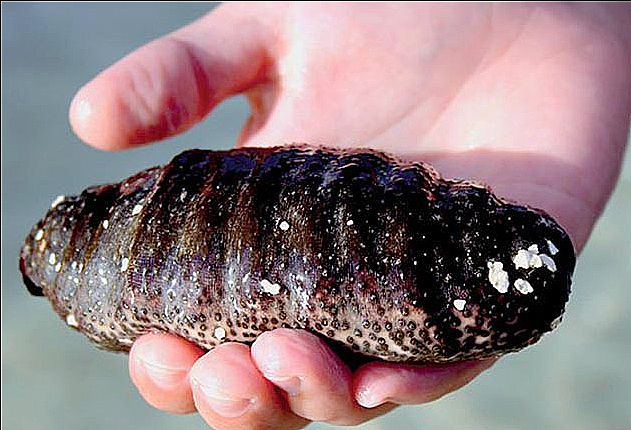 Pepino do Mar na Mão de um Homem