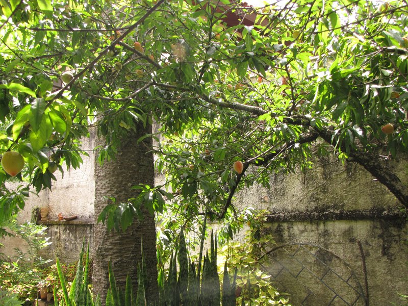 Pessegueiro no Quintal