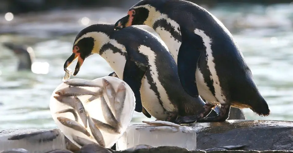 Pinguim Comendo Peixes 