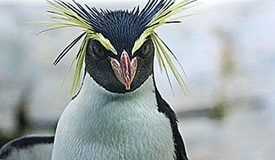 Pinguim-Das-Snares Fotografado de Perto