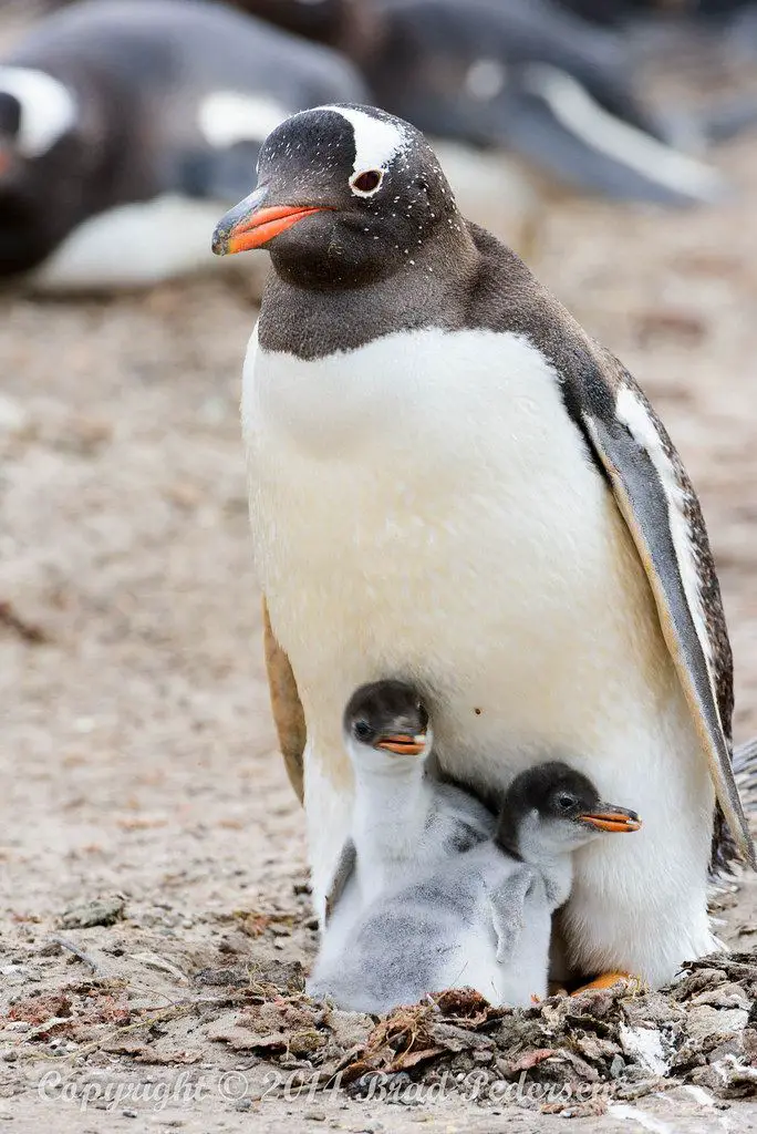 Pinguim Gentoo Com Seus Filhotes 