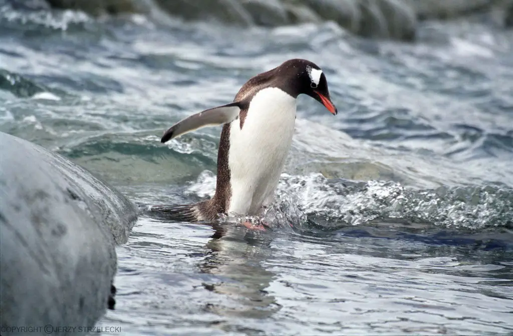 Pinguim Gentoo na Beira da Água 
