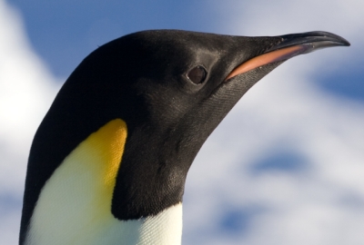 Pinguim Preto, Branco e Amarelo 