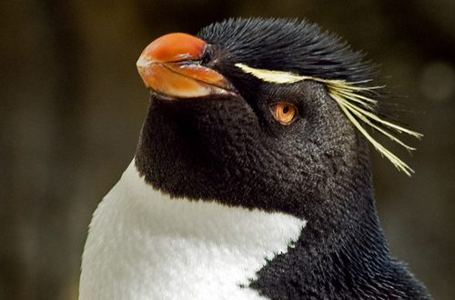 Pinguim Saltador da Rocha: Características, Nome Científico e Fotos ...