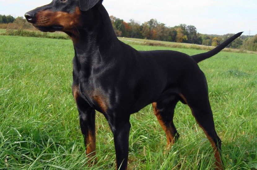 Pinscher Alemão