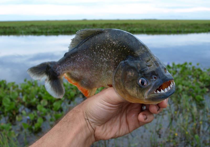 Piranha Negra