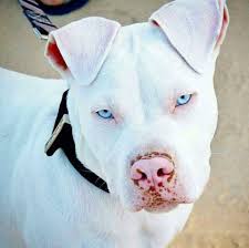 Pit Bull Albino 