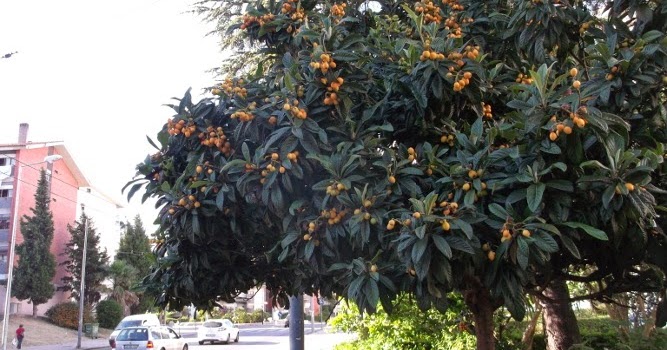 Nespereira Cultivo em Vaso, Como Plantar, Como Podar