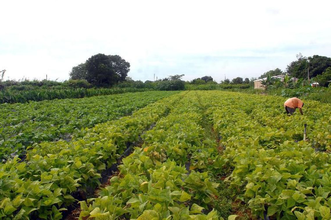 Plantação de Agricultura Familiar No Brasil