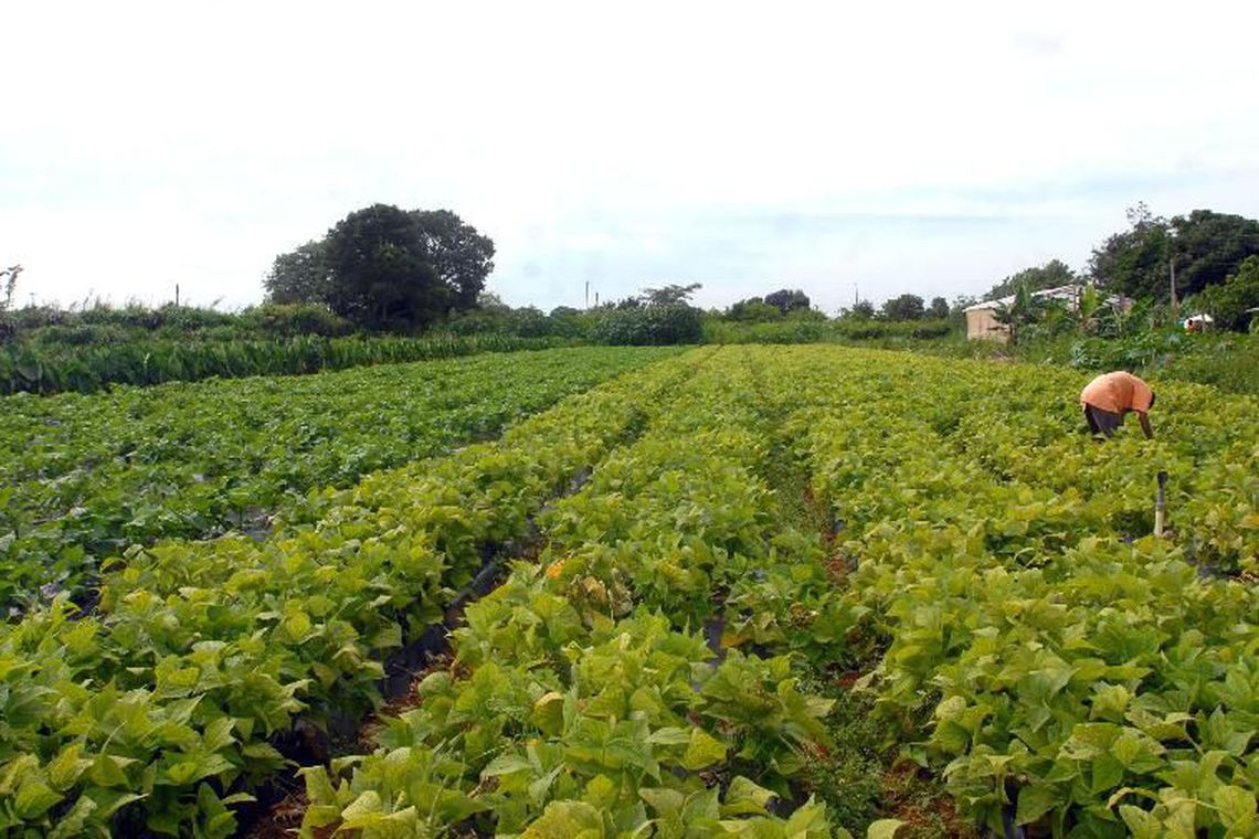 Plantação de Agricultura Familiar No Brasil 