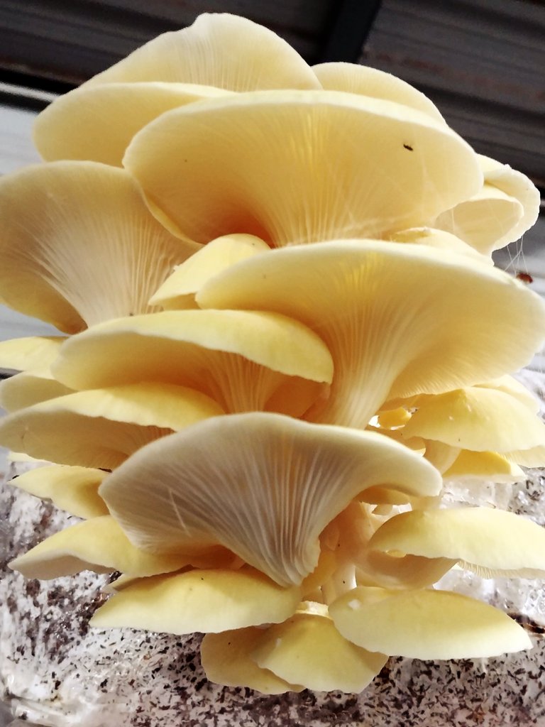 Pleurotus Citrinopileatus