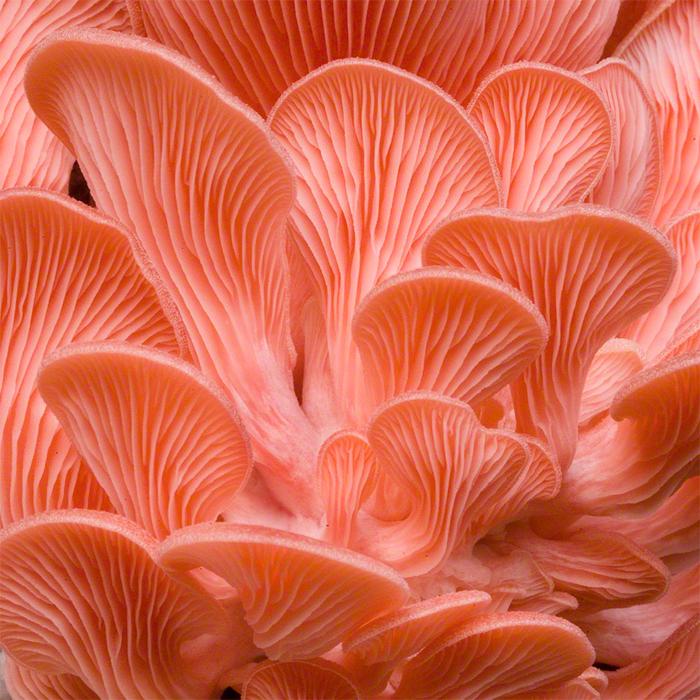 Pleurotus Djamor