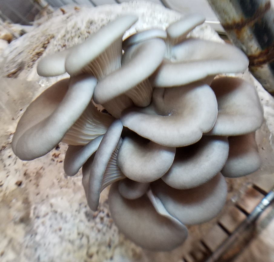 Pleurotus Ostreatus