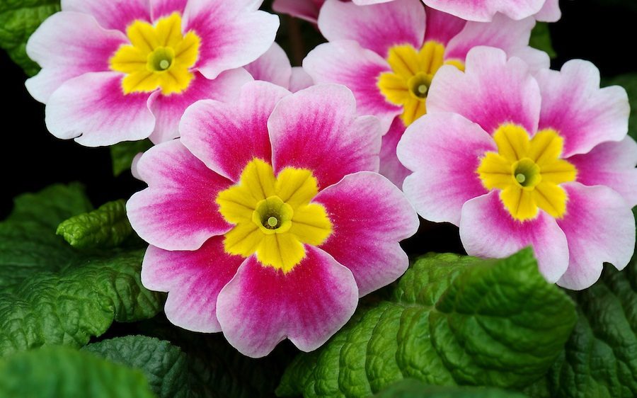 Top 10 Flores Mais Resistentes ao Frio e Calor Para Cultivar | Mundo  Ecologia
