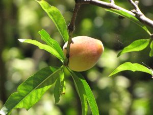 Pessegueiro Características: Raiz, Folhas, Tronco, Frutos e Flores