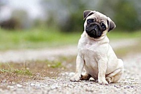 Pug Fotografado Olhando Para a Câmera