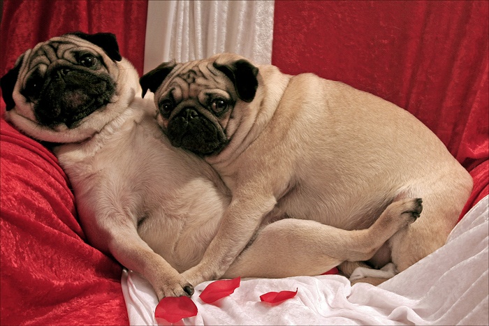 Pug Cruzando