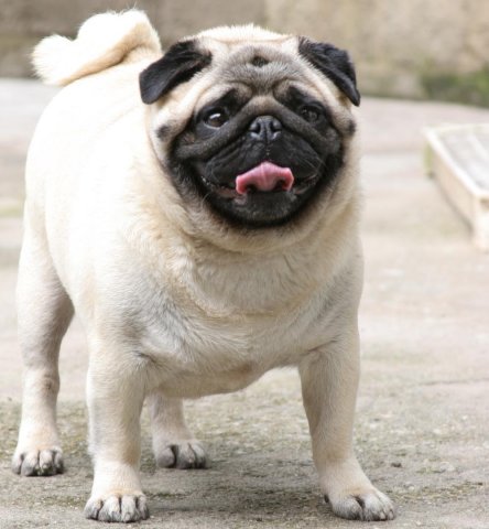 O Que é Pug Nabuco? Qual a Diferença Dele Para o Pug Comum?