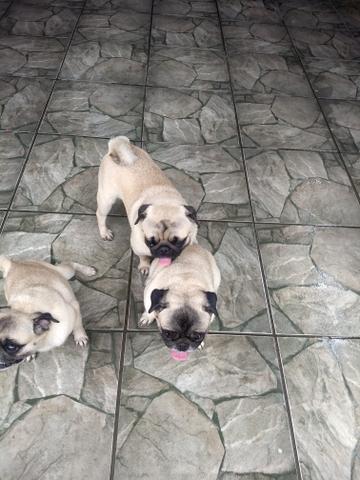 Fêmea de Pug no Cio