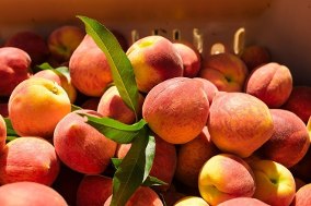 Pêssego Kampai: Calorias, Benefícios, Nome Cientifico E Fotos