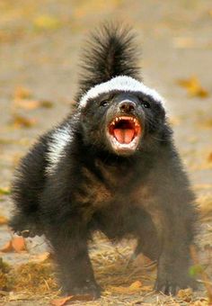 Ratel Mostrando os Dentes