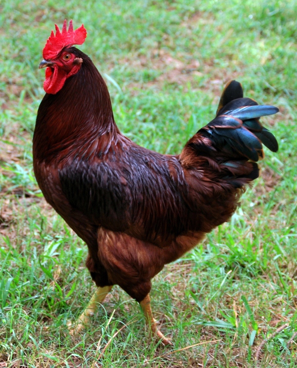 Raça Rhode Island Red 