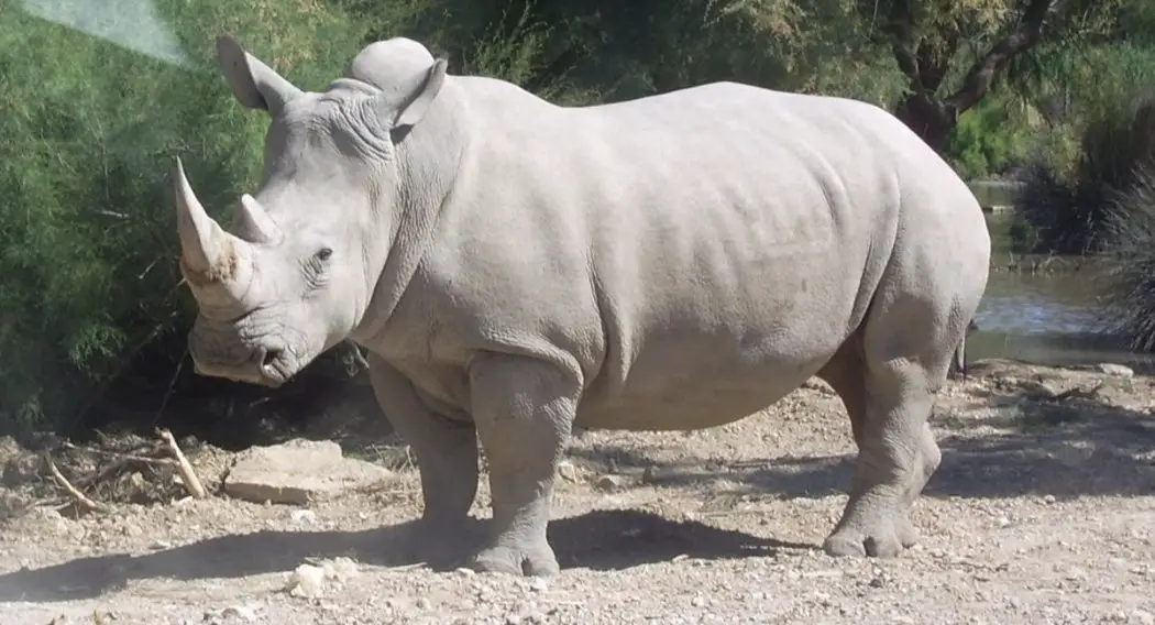 Rinoceronte Branco 